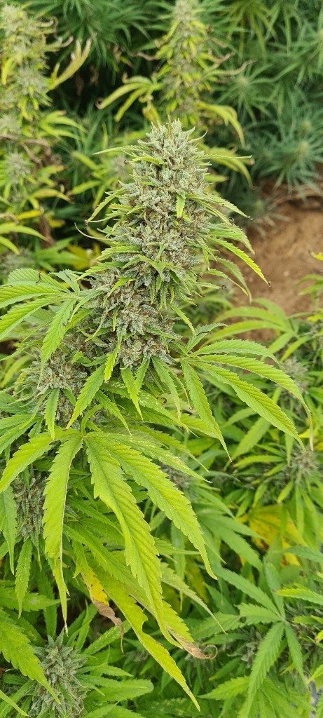 Cannabis plant in the flowering stage